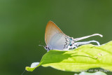 Cheritra freja - Common Imperial