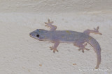 Hemidactylus platyurus - Flat-tailed House Gecko