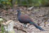 Mountain Peacock-Pheasant