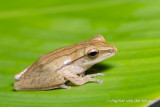 Polypedates leucomystax - Common Tree Frog