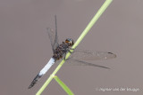 Orthetrum triangulare