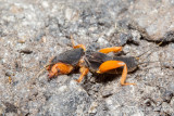 Gryllotalpa fulvipes (Mole cricket)