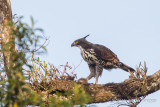 Blyths Hawk-Eagle