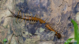 Scolopendra species (Scolopendra subspinipes - Vietnamese Centipede?)