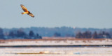 Northern Harrier