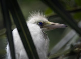 Heron Chick