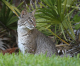 bobcat 3.jpg