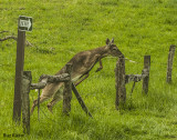 Button Buck Obeying the Law 