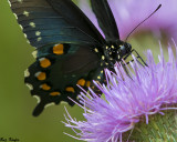 Black Swallowtail on Bull Thistle