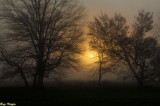 Morning Sun Through Fog and Trees 