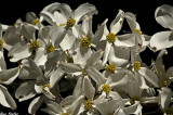 Dogwood