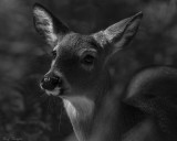 Doe in the Cove