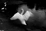 Swan and Ibises - City Park