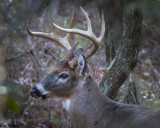 Eight Pointer in the Woods 