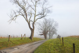 Country Lane on a Foggy Day 