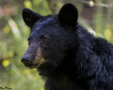 Bear in Cades Cove