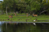 At a Small Pond Near Cape Hatteras Lighthouse 