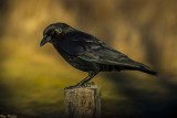 The Color of Crow 