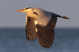 Heron2.jpg