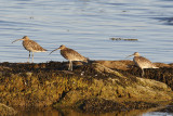 Curlews.jpg