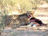 Male cheetah having  a meal