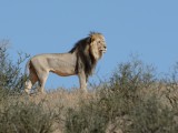 The only lion we saw