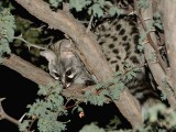 Genet in a tree