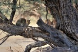 African wild cat dozing