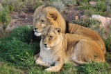 Lion Couple  