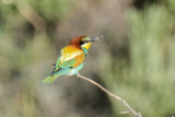 European Bee Eaters shot at Big Bay