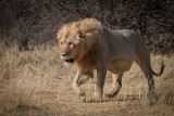 Lion chasing jackal at Halali