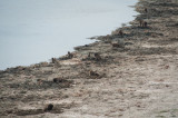 De Hoop Baboons