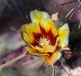 IMG_9725.jpg