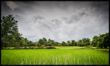 Wet season - Kampong Cham