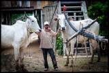 Ox cart team - Angkor Ban