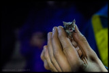 Juvenile male lesser longeared bat - AKA Nigel