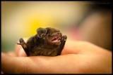 Goulds wattled bat