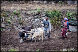 Plowing and planting in Piplan 1