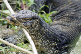 Water monitor