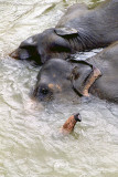 Pinnawala Elephant Orphanage