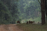 Dhole, Wild dog - Madya Pradesh - Central India