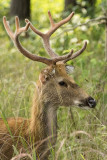 Barasingha - Swamp Deer