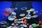 Sydney Aquarium
