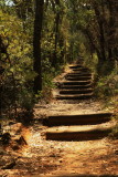 A walk in the Blue Mountains