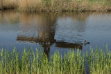 Kinderdijk