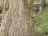 IMG_0431.jpg