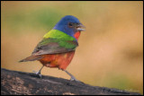 Painted Bunting 