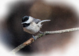 chickadee-oil.jpg