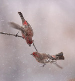 House-Finches-Snow