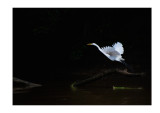egret, Borneo